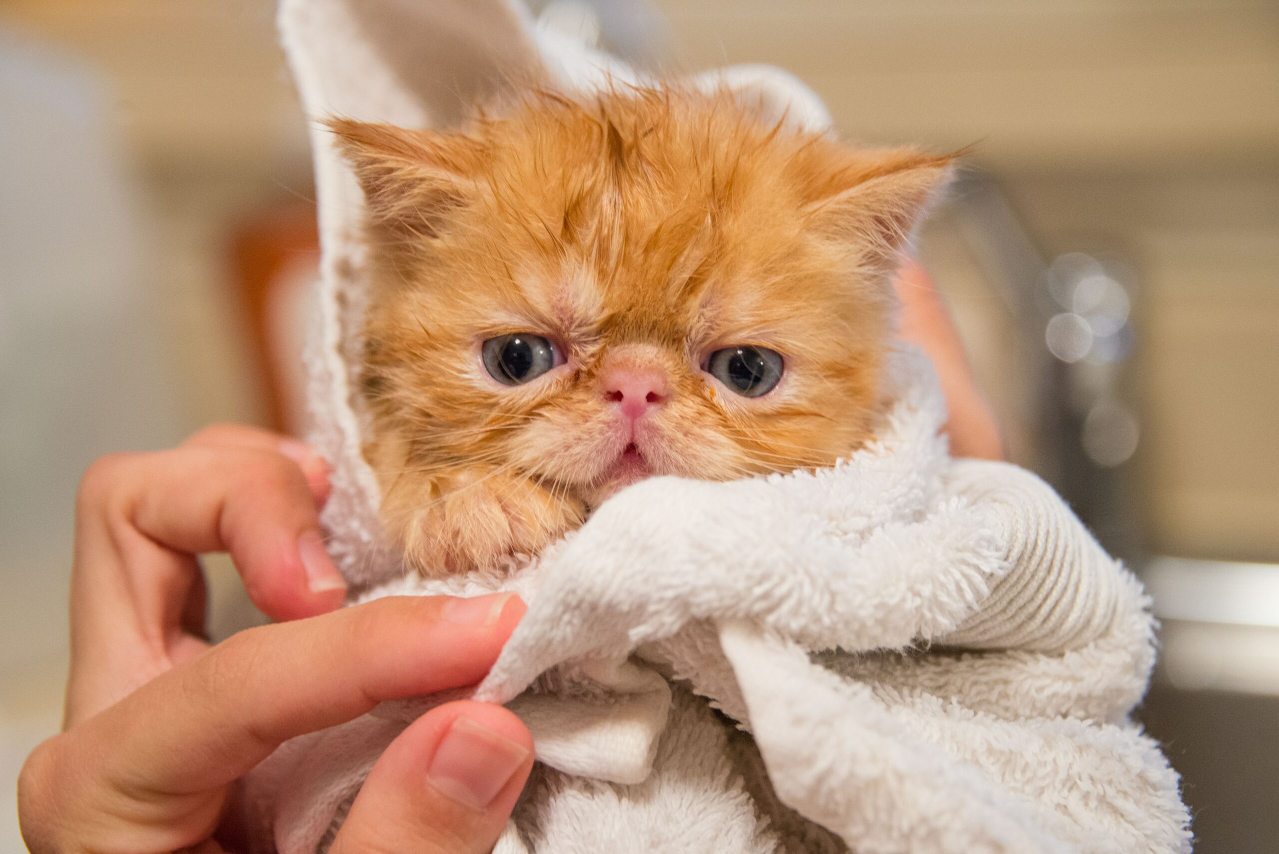 Czy można kąpać kota?