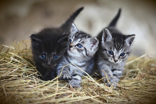 Nowonarodzone koty – jak dbać o nie w pierwszych dniach życia?